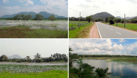 The scenery on the way from Anuradhapura to Polonnaruwa.