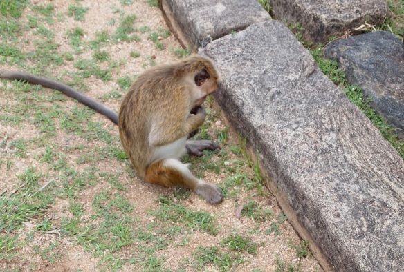 A monkey by the sanctuary of Vatadage