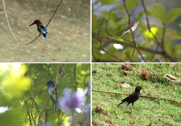 Birds on this area; White-throated Kingfisher, Asian Brown Flycatcher, White-bellied Drongo and Indian myna.