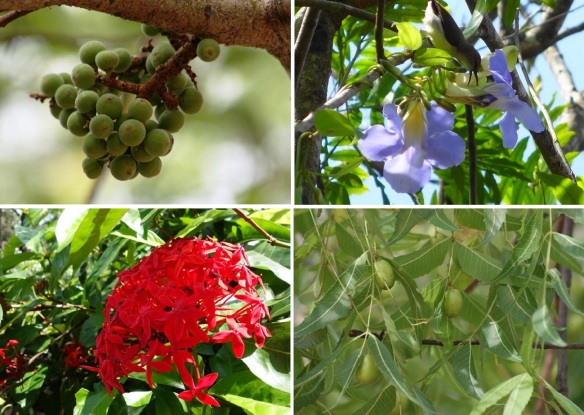 Flora of Sigiriya